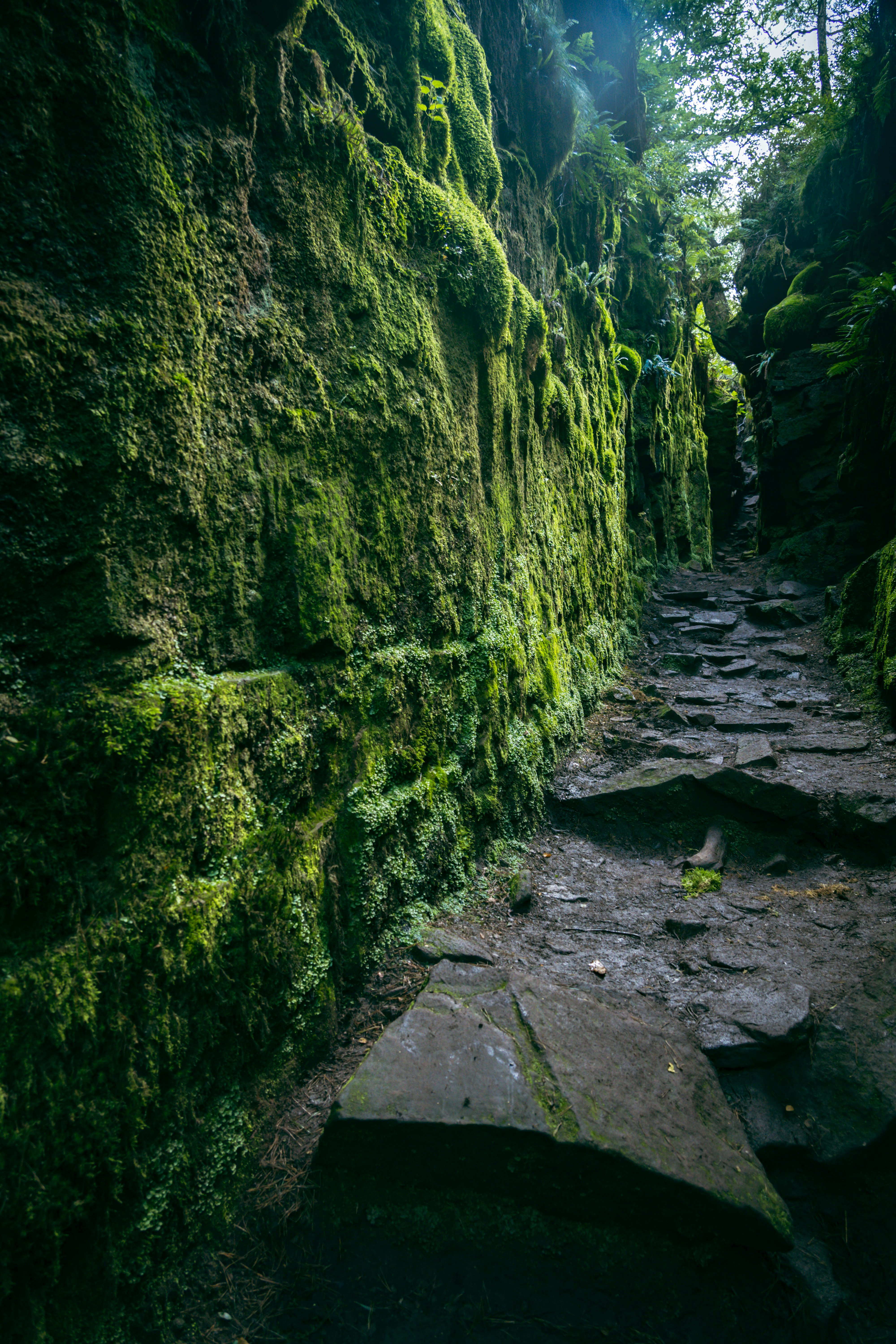 gray concrete pathway between green moss covered rocks